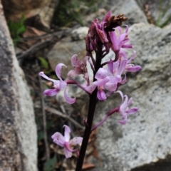 Dipodium roseum (Rosy hyacinth orchid) at Gibraltar Pines - 25 Jan 2022 by JohnBundock