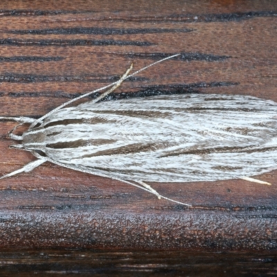 Leistarcha scitissimella (A Timber Moth) at Lilli Pilli, NSW - 22 Jan 2022 by jb2602