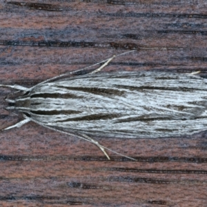 Leistarcha scitissimella at Lilli Pilli, NSW - 22 Jan 2022