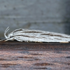Leistarcha scitissimella at Lilli Pilli, NSW - 22 Jan 2022 11:42 PM
