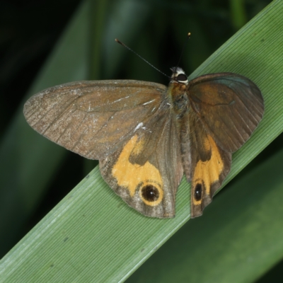 Hypocysta metirius (Brown Ringlet) at Malua Bay, NSW - 23 Jan 2022 by jb2602