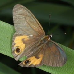 Hypocysta metirius at Malua Bay, NSW - 23 Jan 2022