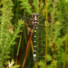 Synthemis eustalacta (Swamp Tigertail) at Gibraltar Pines - 25 Jan 2022 by JohnBundock