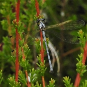 Griseargiolestes intermedius at Paddys River, ACT - 25 Jan 2022