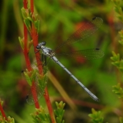 Griseargiolestes intermedius at Paddys River, ACT - 25 Jan 2022 01:00 PM