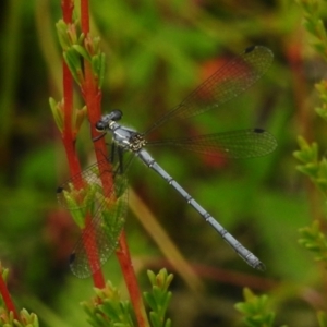 Griseargiolestes intermedius at Paddys River, ACT - 25 Jan 2022