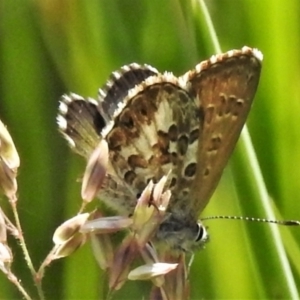 Neolucia hobartensis at Paddys River, ACT - 25 Jan 2022 09:00 AM