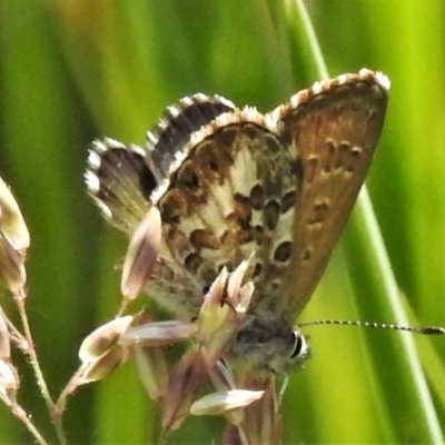 Neolucia hobartensis (Montane Heath-blue) at Paddys River, ACT - 24 Jan 2022 by JohnBundock