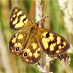Heteronympha cordace (Bright-eyed Brown) at Paddys River, ACT - 25 Jan 2022 by JohnBundock