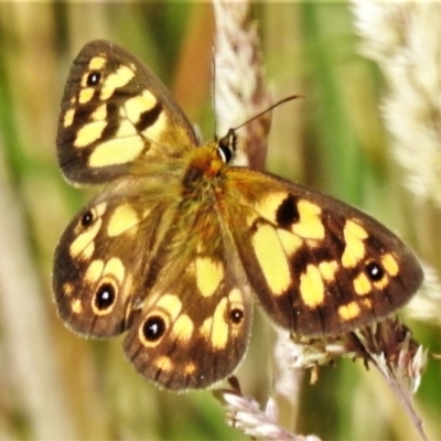 Heteronympha cordace (Bright-eyed Brown) at Paddys River, ACT - 25 Jan 2022 by JohnBundock
