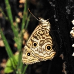 Geitoneura acantha (Ringed Xenica) at Namadgi National Park - 24 Jan 2022 by JohnBundock