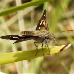 Hesperilla donnysa (Varied Sedge-skipper) at Gibraltar Pines - 25 Jan 2022 by JohnBundock