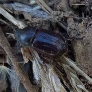 Dynastinae (subfamily) at Weston, ACT - 23 Jan 2022