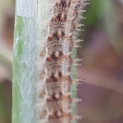 Vanessa itea (Yellow Admiral) at Weston, ACT - 6 Jan 2022 by BJR