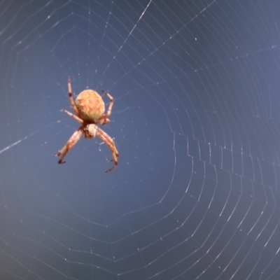 Salsa fuliginata (Sooty Orb-weaver) at Wodonga, VIC - 26 Jan 2022 by KylieWaldon