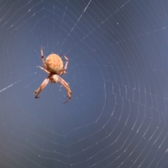 Cyclosa fuliginata (species-group) (An orb weaving spider) at Wodonga, VIC - 25 Jan 2022 by KylieWaldon