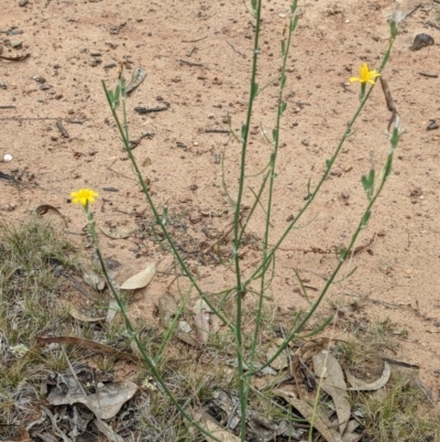 Chondrilla juncea (Skeleton Weed) at Mount Majura - 25 Jan 2022 by abread111