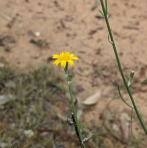 Chondrilla juncea at Watson, ACT - 26 Jan 2022 10:15 AM