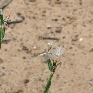 Chondrilla juncea at Watson, ACT - 26 Jan 2022 10:15 AM