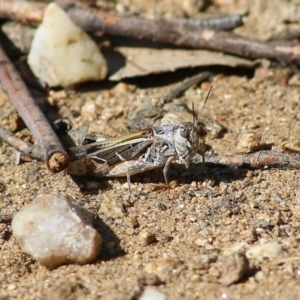 Oedaleus australis at Wodonga, VIC - 26 Jan 2022