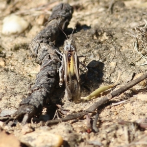 Oedaleus australis at Wodonga, VIC - 26 Jan 2022