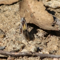 Oedaleus australis at Wodonga, VIC - 26 Jan 2022 08:58 AM