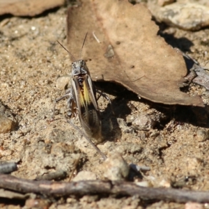 Oedaleus australis at Wodonga, VIC - 26 Jan 2022