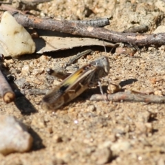 Oedaleus australis at Wodonga, VIC - 26 Jan 2022