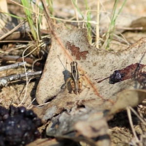 Phaulacridium vittatum at Wodonga, VIC - 26 Jan 2022 08:53 AM