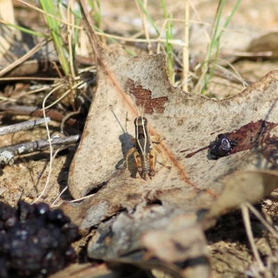Phaulacridium vittatum (Wingless Grasshopper) at Wodonga, VIC - 25 Jan 2022 by KylieWaldon