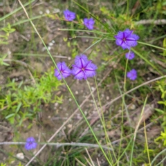 Thysanotus juncifolius (Branching Fringe Lily) at Tianjara, NSW - 24 Jan 2022 by HelenCross