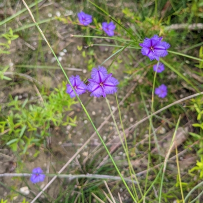 Thysanotus juncifolius (Branching Fringe Lily) at Morton National Park - 24 Jan 2022 by HelenCross