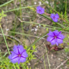 Thysanotus juncifolius at Tianjara, NSW - 25 Jan 2022 10:39 AM