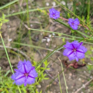 Thysanotus juncifolius at Tianjara, NSW - 25 Jan 2022