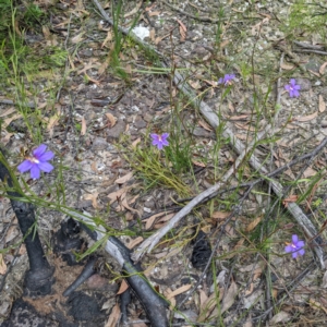 Scaevola ramosissima at Tianjara, NSW - 25 Jan 2022 10:37 AM
