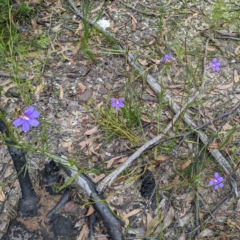 Scaevola ramosissima (Hairy Fan-flower) at Tianjara, NSW - 24 Jan 2022 by HelenCross