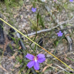 Scaevola ramosissima at Tianjara, NSW - 25 Jan 2022