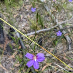 Scaevola ramosissima at Tianjara, NSW - 25 Jan 2022 10:37 AM