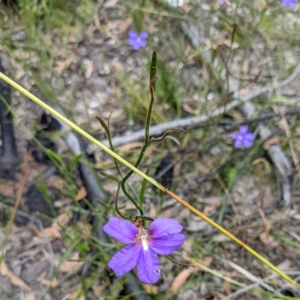 Scaevola ramosissima at Tianjara, NSW - 25 Jan 2022 10:37 AM