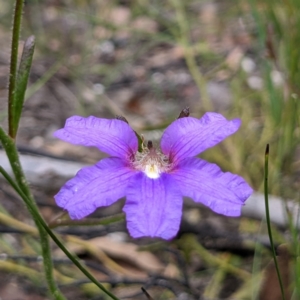 Scaevola ramosissima at Tianjara, NSW - 25 Jan 2022