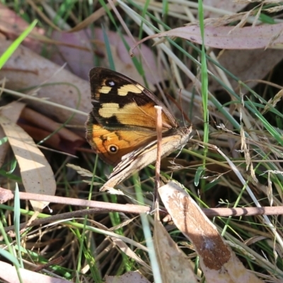 Heteronympha merope (Common Brown Butterfly) at Wodonga - 25 Jan 2022 by KylieWaldon