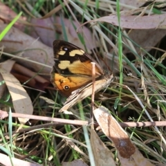 Heteronympha merope (Common Brown Butterfly) at Wodonga, VIC - 25 Jan 2022 by KylieWaldon