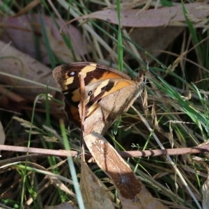 Heteronympha merope at Wodonga, VIC - 26 Jan 2022