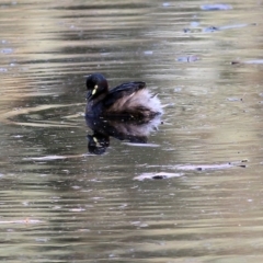 Tachybaptus novaehollandiae (Australasian Grebe) at Wodonga, VIC - 25 Jan 2022 by KylieWaldon