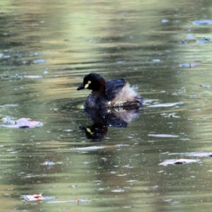 Tachybaptus novaehollandiae at Wodonga, VIC - 26 Jan 2022