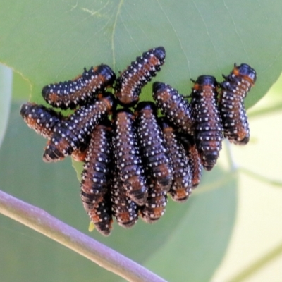 Paropsis variolosa (Variolosa leaf beetle) at Wodonga - 25 Jan 2022 by KylieWaldon