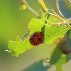 Paropsis variolosa (Variolosa leaf beetle) at Wodonga, VIC - 26 Jan 2022 by KylieWaldon