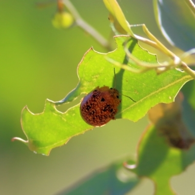 Paropsis variolosa (Variolosa leaf beetle) at Wodonga, VIC - 26 Jan 2022 by KylieWaldon