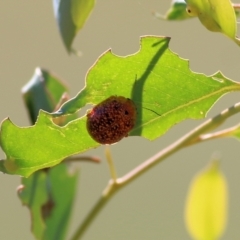 Paropsis variolosa at Wodonga, VIC - 26 Jan 2022