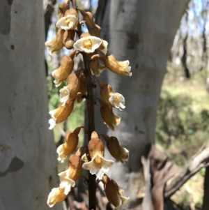 Gastrodia procera at Cotter River, ACT - 23 Jan 2022